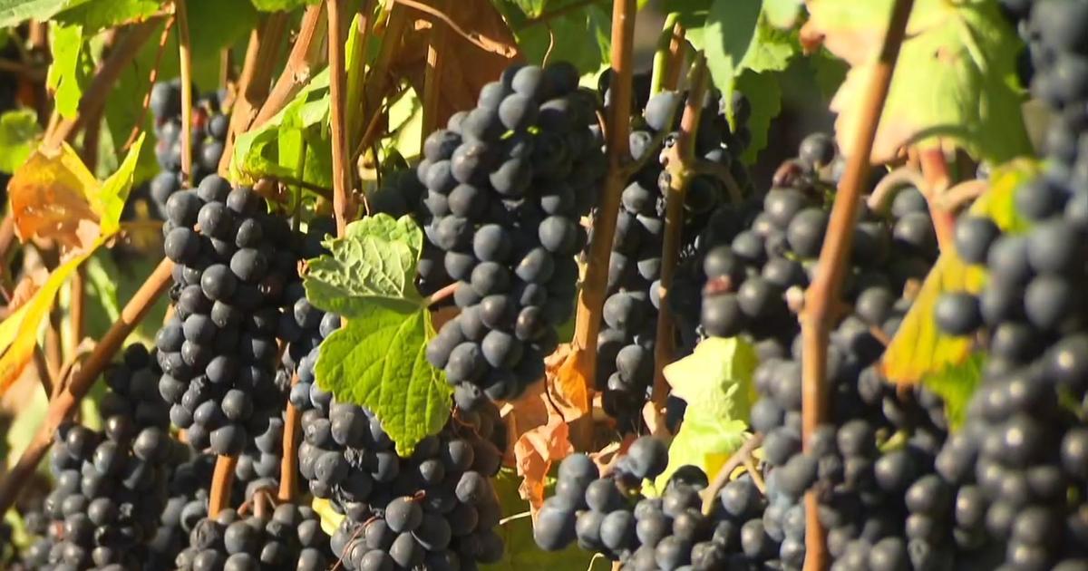 declining-wine-sales-california-grapes