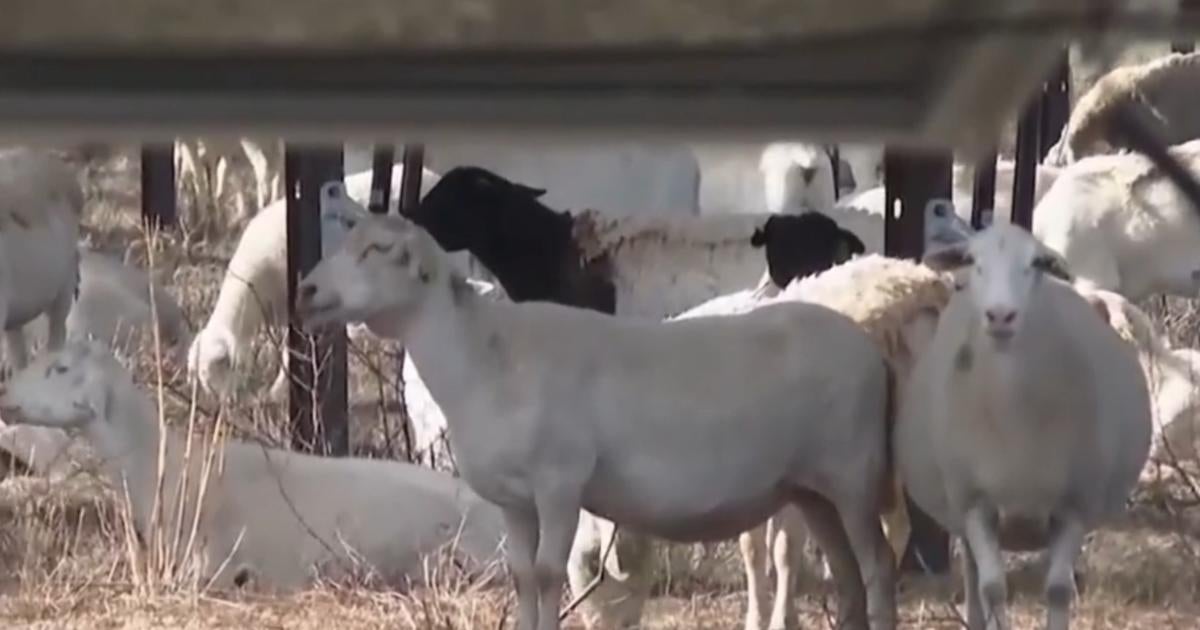 solar-industry-sheep-grazing