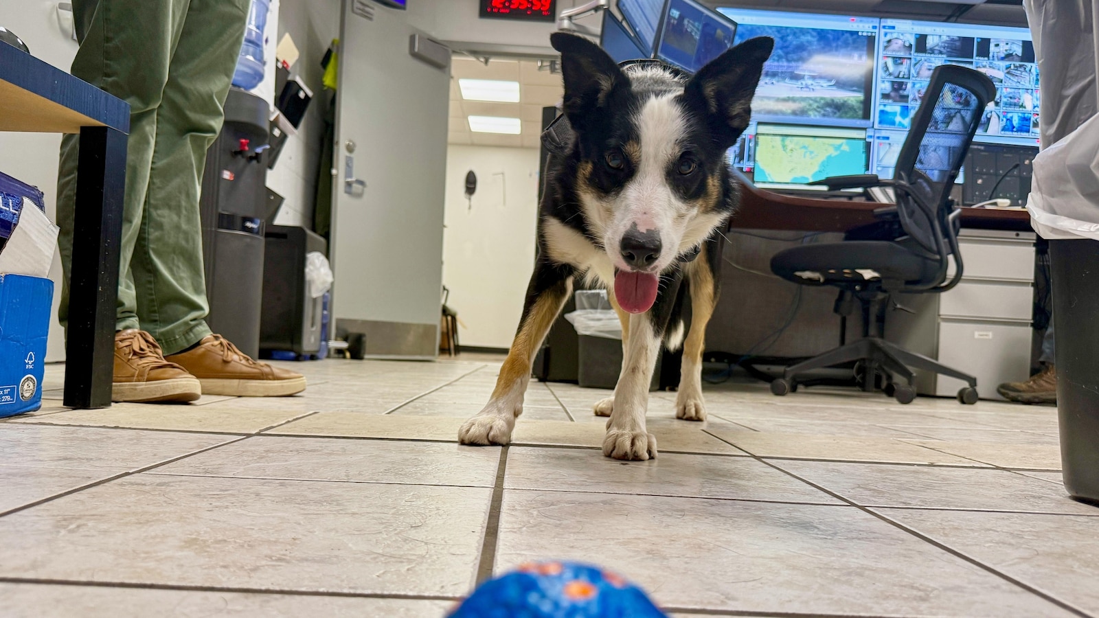 border-collies-wildlife-management